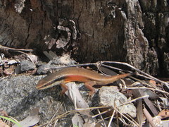 Closed-Litter Rainbow-Skink photo 3