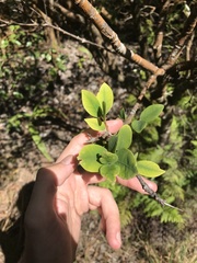Wikstroemia oahuensis