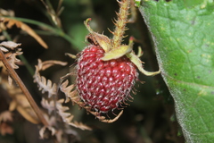 Rubus nubigenus