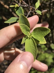 Wikstroemia oahuensis