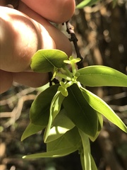 Wikstroemia oahuensis