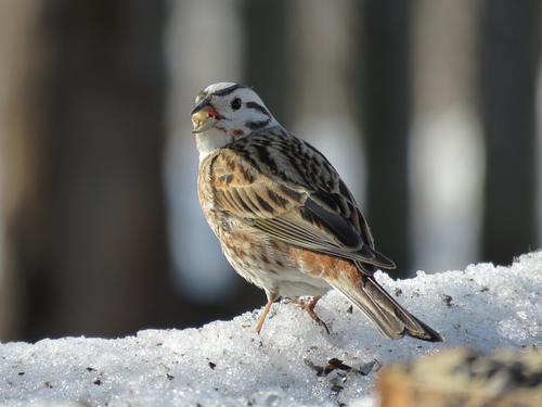 Yellowhammer × Pine Bunting