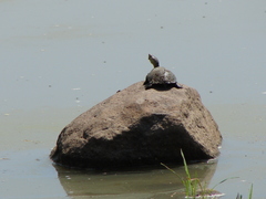 Kinosternon integrum