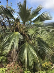 Pritchardia martii