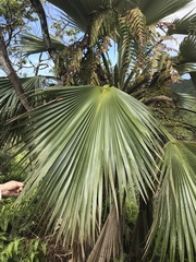 Pritchardia martii