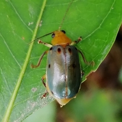 Exora obsoleta