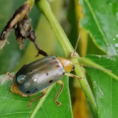 Exora obsoleta