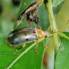 Exora obsoleta