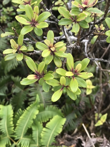Myrsine sandwicensis
