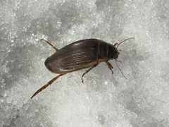 Dytiscus circumcinctus