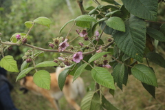 Rubus nubigenus