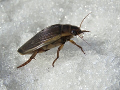 Dytiscus circumcinctus