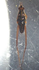 Limnogonus luctuosus