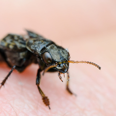 Ontholestes tessellatus