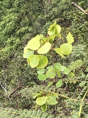 Cheirodendron platyphyllum