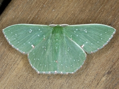 Prasinocyma iosticta