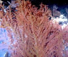 Cumathamnion decipiens