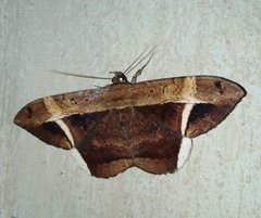 Hemeroblemma mexicana