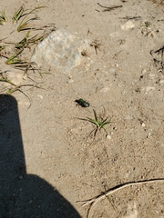 Cicindela ohlone