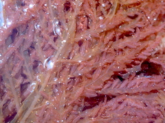 Cumathamnion decipiens