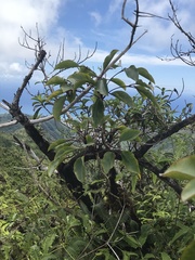 Cheirodendron trigynum