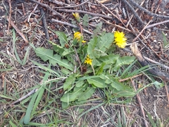 Taraxacum officinale