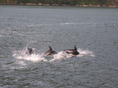 Sagmatias australis