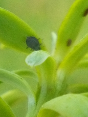 Neophyllaphis totarae