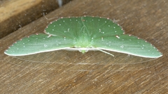 Prasinocyma iosticta