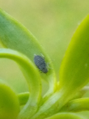 Neophyllaphis totarae