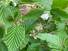 Rhodotypos