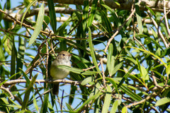 Euscarthmus meloryphus