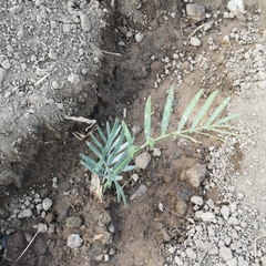 Encephalartos lehmannii