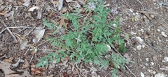 Astragalus nuttallianus