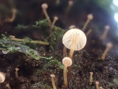 Xeromphalina leonina
