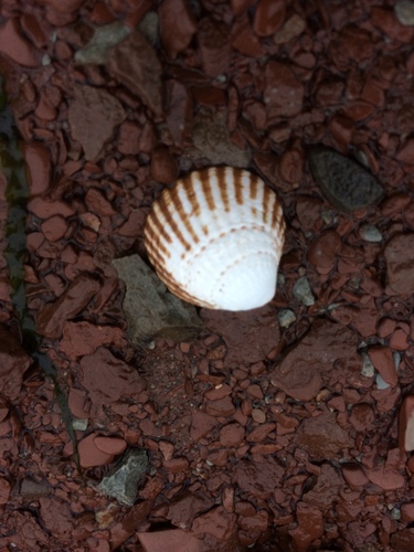 Cyclocardia borealis