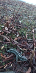 Lacerta agilis