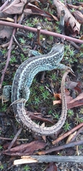 Lacerta agilis