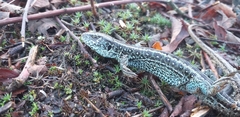 Lacerta agilis