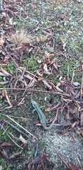 Lacerta agilis
