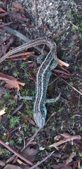 Lacerta agilis