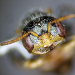 Macrotera