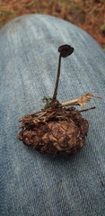 Auriscalpium vulgare