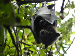 Pteropus conspicillatus
