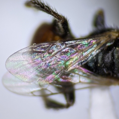 Macrotera