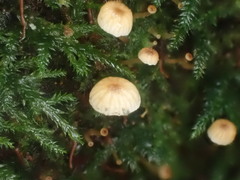 Xeromphalina leonina