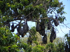 Pteropus conspicillatus