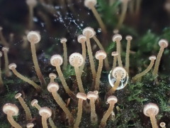 Xeromphalina leonina