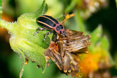 Eudiagogus episcopalis