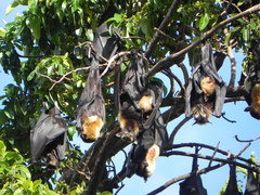 Pteropus conspicillatus